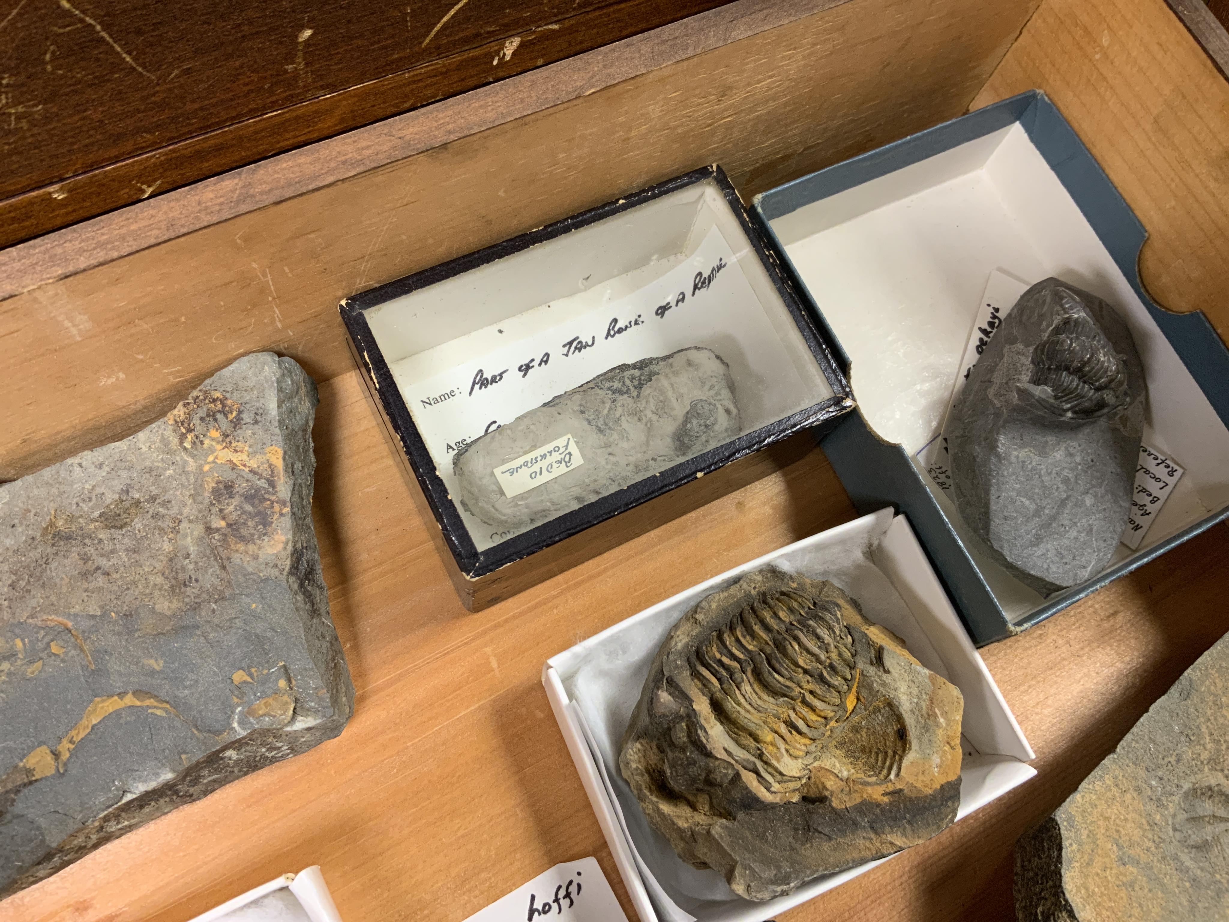 Fossil Trilobite interest; an early twentieth century six drawer pine collector’s cabinet of fossils, mainly Trilobite specimens on matrix (approx 35), etc. many specimens with labels, 47cm high, 38cm wide, 28cm deep